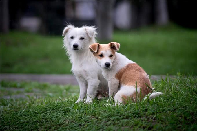 狗狗训练的十个基本动作：从坐下到打滚的完美指南!