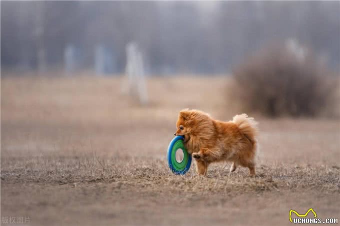 狗狗训练的十个基本动作：从坐下到打滚的完美指南!