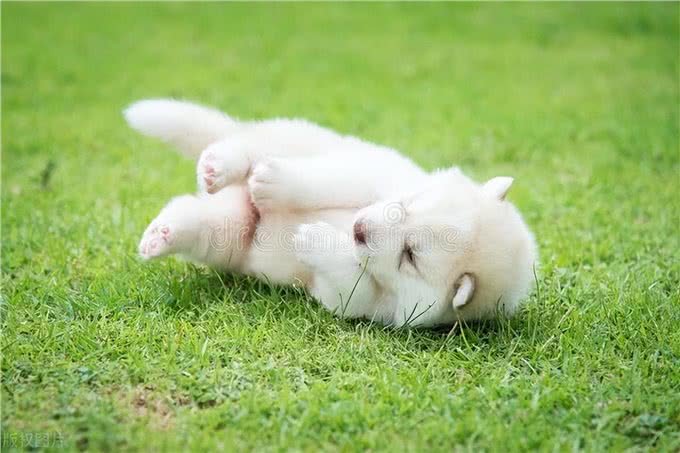 狗狗训练的十个基本动作：从坐下到打滚的完美指南!