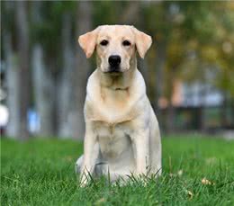 狗狗训练的十个基本动作：从坐下到打滚的完美指南!