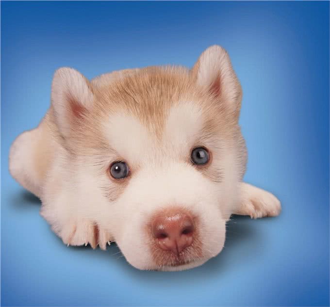 爱犬表现为急性腹泻的疾病有这些
