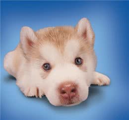 爱犬表现为急性腹泻的疾病有这些