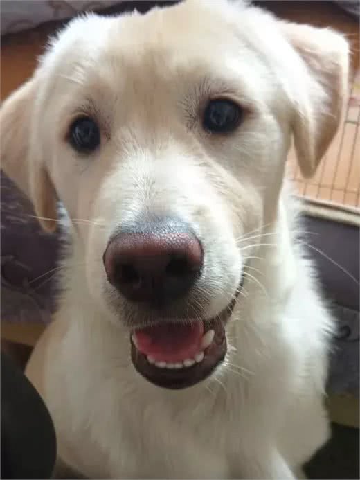 狗狗心脏病防治攻略，一看就懂!