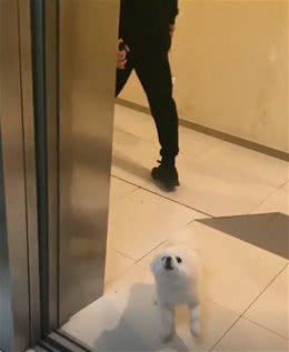 北京小狗电梯墙角站立唯唯诺诺，到站回头嘲讽一波人群:拉它回来