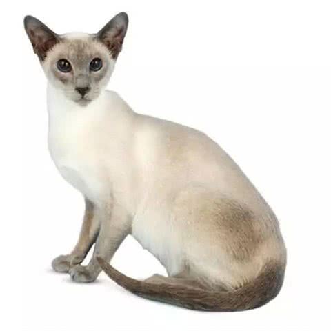 宫廷秘宝暹罗猫的前世今生