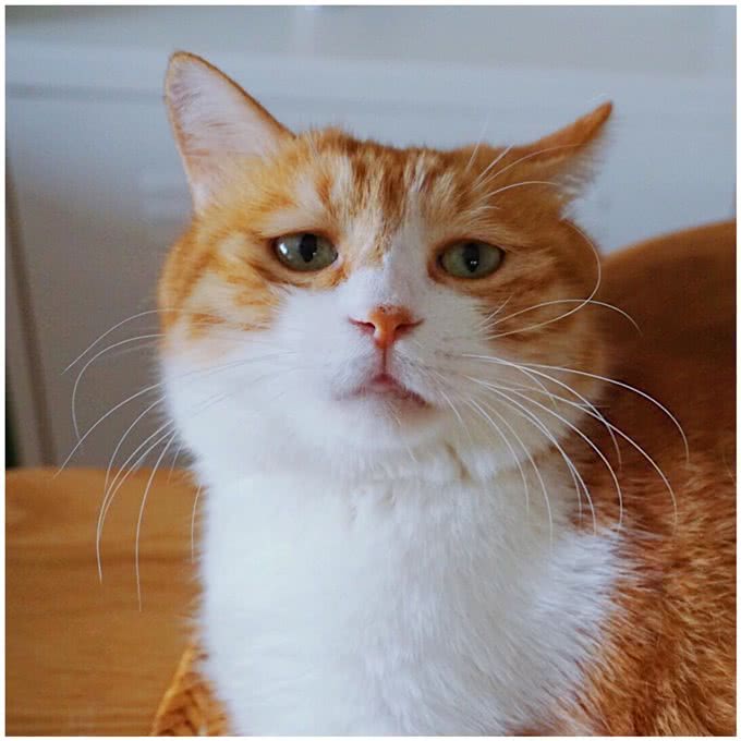 养猫首选这几种猫，不仅长得好看，性格还很好!
