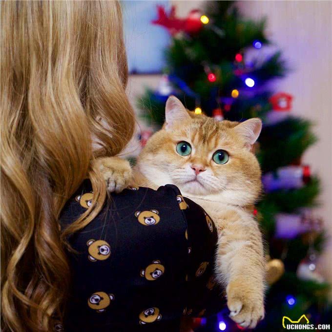 养猫首选这几种猫，不仅长得好看，性格还很好!