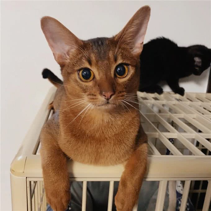 养猫首选这几种猫，不仅长得好看，性格还很好!