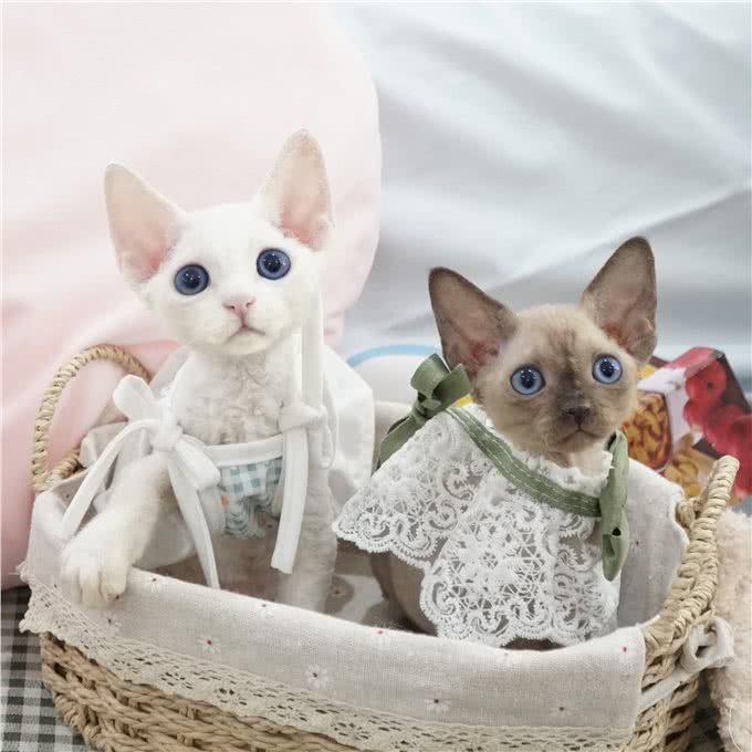养猫首选这几种猫，不仅长得好看，性格还很好!