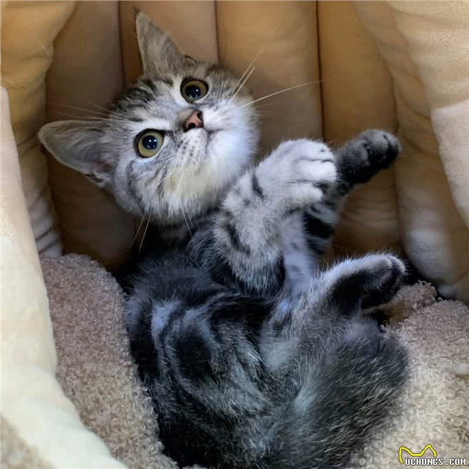 养猫首选这几种猫，不仅长得好看，性格还很好!