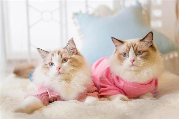 养猫首选这几种猫，不仅长得好看，性格还很好!