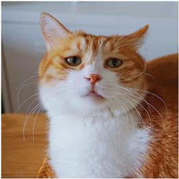 养猫首选这几种猫，不仅长得好看，性格还很好!