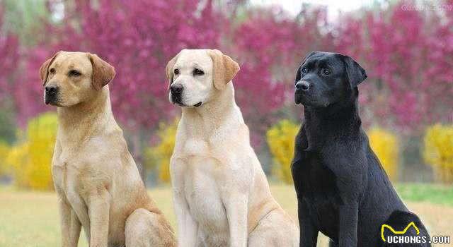 喜欢中型犬，养什么比较好啊?