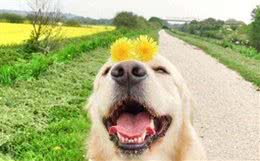 喜欢中型犬，养什么比较好啊?