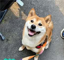 狗狗在家生活幸福的10个标志，你家狗有几个?