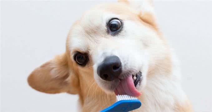 如何给狗狗刷牙?保证您能轻松学会