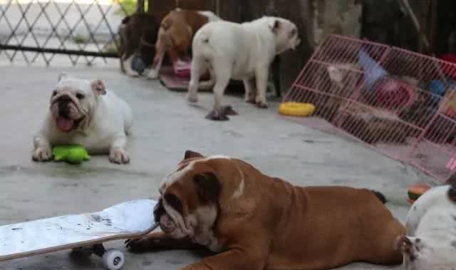 谈谈怎么用最少的钱买到最好的英国斗牛犬