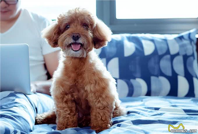 泰迪犬运动训练大揭秘?泰迪犬运动训练中的出色行为解析!
