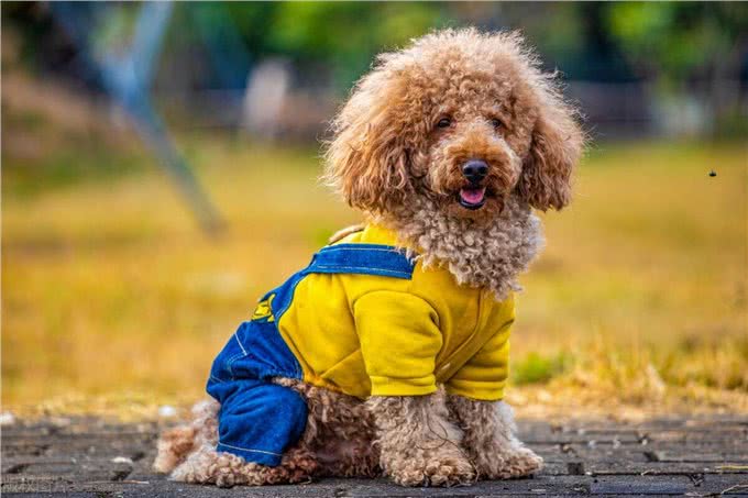 泰迪犬运动训练大揭秘?泰迪犬运动训练中的出色行为解析!