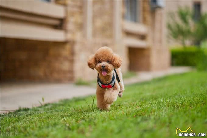 泰迪犬运动训练大揭秘?泰迪犬运动训练中的出色行为解析!