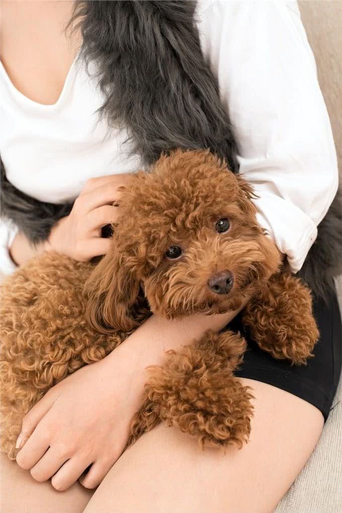 泰迪犬运动训练大揭秘?泰迪犬运动训练中的出色行为解析!