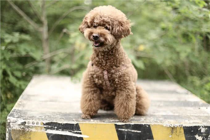 泰迪犬运动训练大揭秘?泰迪犬运动训练中的出色行为解析!