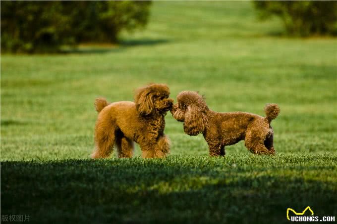 泰迪犬运动训练大揭秘?泰迪犬运动训练中的出色行为解析!