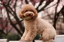 泰迪犬运动训练大揭秘?泰迪犬运动训练中的出色行为解析!