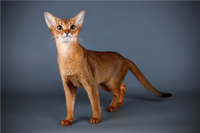 阿比西尼亚猫