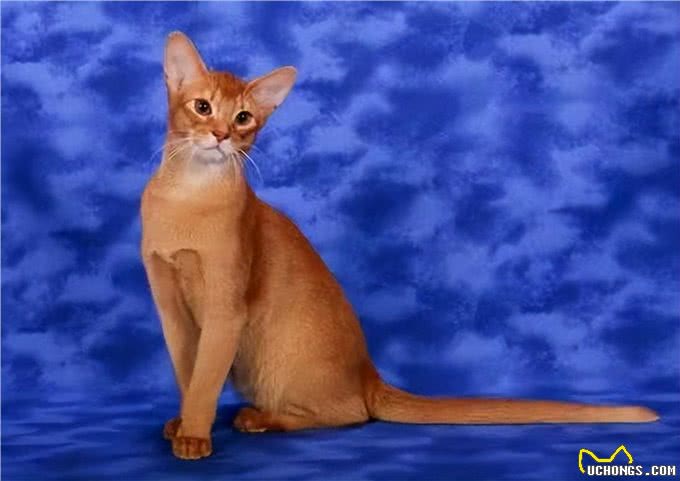 阿比西尼亚猫