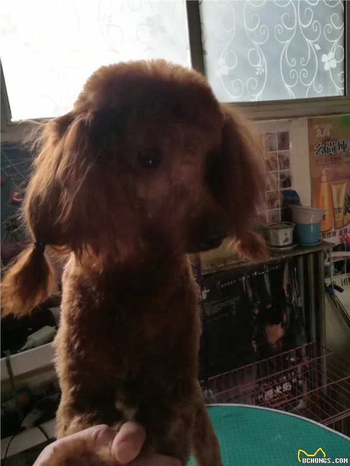 铲屎官,快带本汪去宠物美容师那里做头发!省钱可以别让狗狗受伤