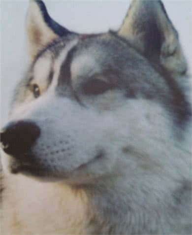 极地王子—西伯利亚雪橇犬