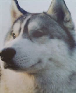 极地王子—西伯利亚雪橇犬