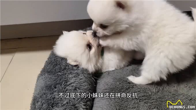 惊心动魄的小狗崽＂打架＂