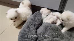 惊心动魄的小狗崽＂打架＂
