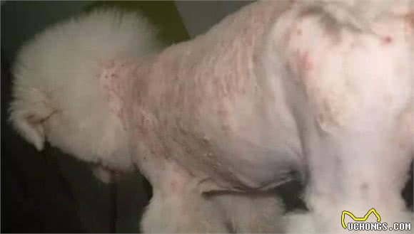 狗狗痤疮疾病如何预防?让很多养宠人士头疼不已!