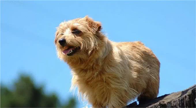 罗福梗犬介绍