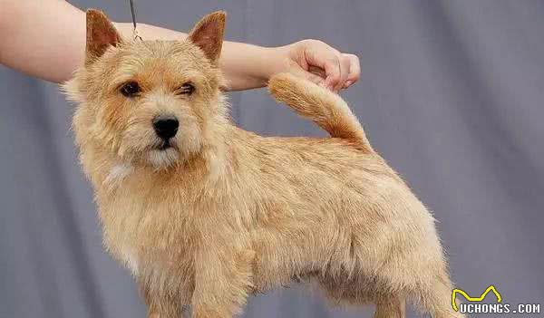 罗福梗犬介绍