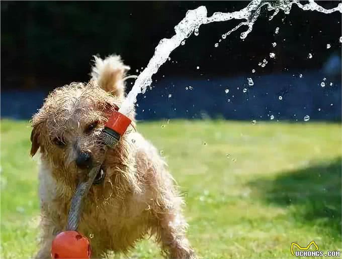 罗福梗犬介绍