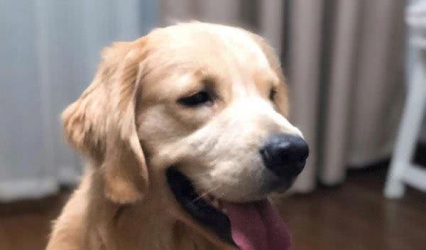 脾气超好的暖男犬金毛也会咬人的几个原因，最后一个让人看完想哭
