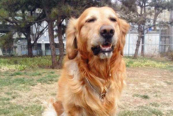 脾气超好的暖男犬金毛也会咬人的几个原因，最后一个让人看完想哭