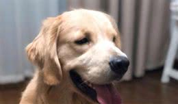 脾气超好的暖男犬金毛也会咬人的几个原因，最后一个让人看完想哭
