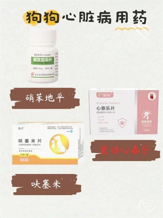狗狗心脏病不要慌，来看看这些小窍门!