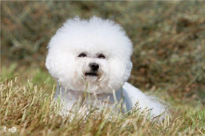 犬常见皮肤病—疥螨