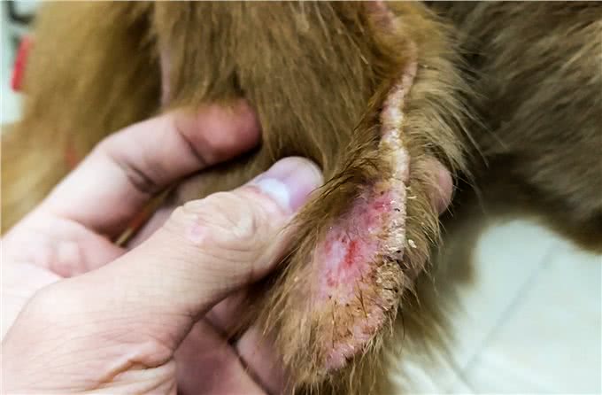 犬常见皮肤病—疥螨