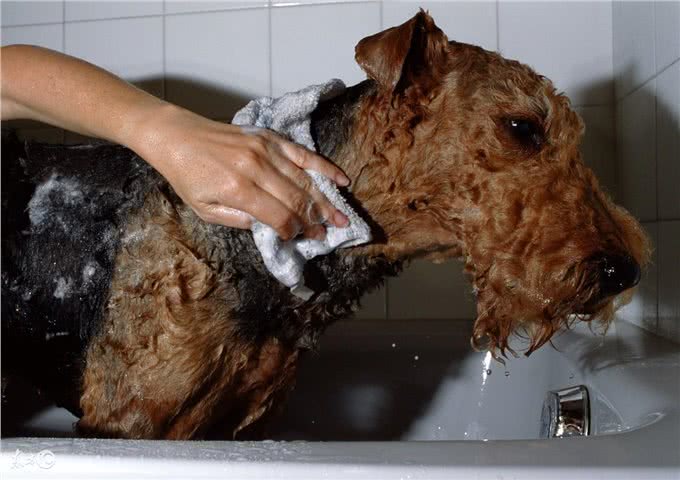 犬常见皮肤病—疥螨