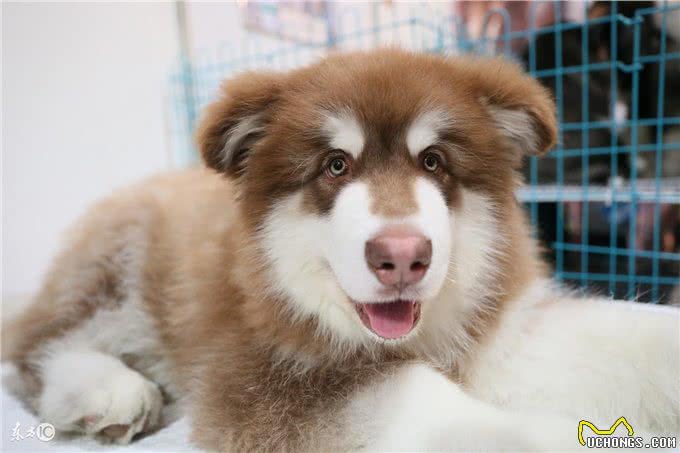 犬常见皮肤病—疥螨