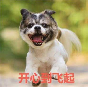 犬常见皮肤病—疥螨