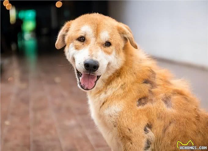 狗狗美毛吃什么食物比较好
