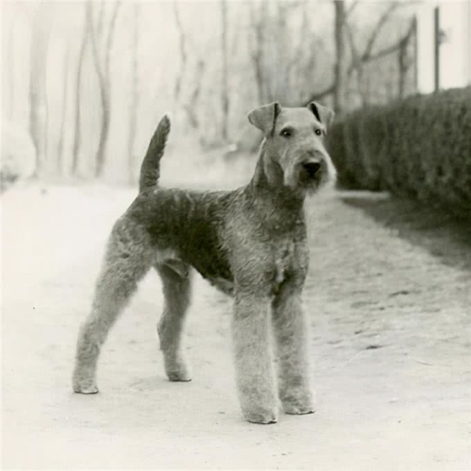 寻根问祖系列:万能梗(AiredaleTerrier)